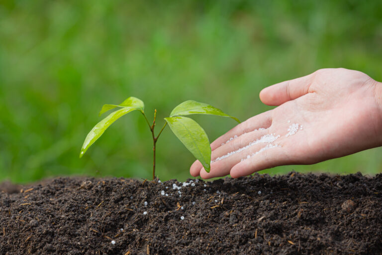 close up picture of hand holding planting the sapling of the pla